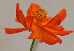 Cosmos sulphureus