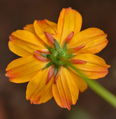 Cosmos sulphureus