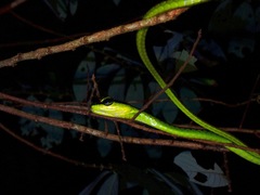 Dendrelaphis formosus