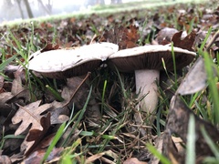 Agaricales