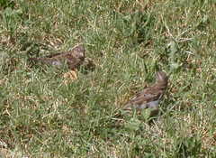 Passer domesticus