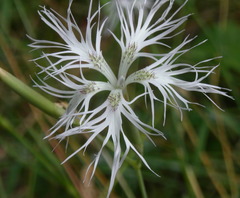 Dianthus superbus