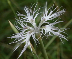 Dianthus superbus