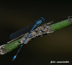 Coenagrion intermedium
