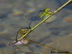 Coenagrion intermedium
