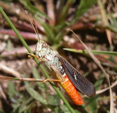 Stenobothrus rubicundulus