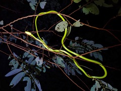 Dendrelaphis formosus