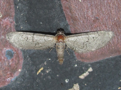 Exelis ophiurus