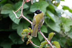 Melithreptus chloropsis