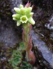 Sempervivum heuffelii