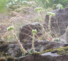 Sempervivum heuffelii