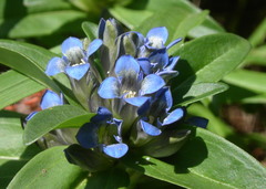 Gentiana cruciata cruciata