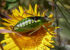 Poecilimon thoracicus