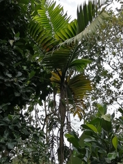 Chamaedorea linearis