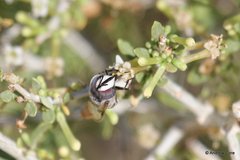 Copestylum fornax