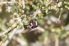 Copestylum fornax