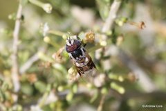 Copestylum fornax