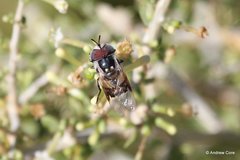 Copestylum fornax