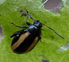 Phyllotreta nemorum