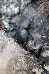 Apterodorcus bacchus