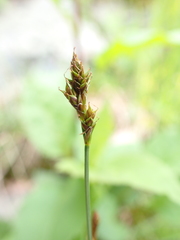 Carex lachenalii