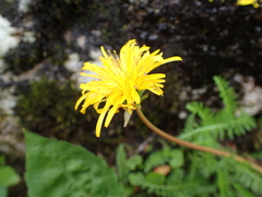 Taraxacum croceum