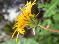 Taraxacum croceum