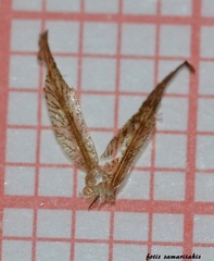 Ischnura elegans