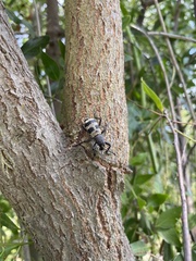 Aegorhinus phaleratus