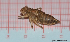 Orthetrum cancellatum