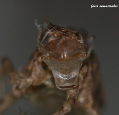 Orthetrum cancellatum