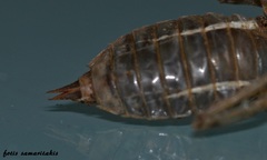 Orthetrum cancellatum