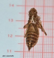 Orthetrum cancellatum