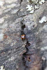Paromia dorcoides