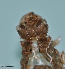 Orthetrum cancellatum