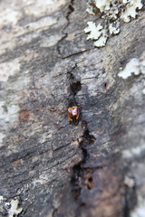 Paromia dorcoides