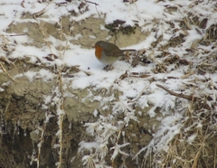 Erithacus rubecula tataricus