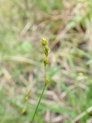 Carex brunnescens sphaerostachya