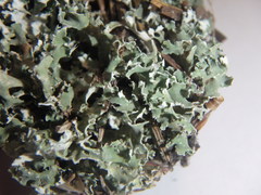 Cladonia symphycarpa