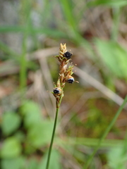 Carex lachenalii
