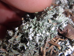 Cladonia symphycarpa