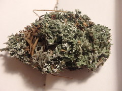 Cladonia symphycarpa