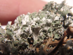 Cladonia symphycarpa