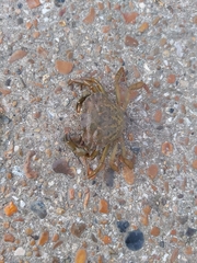 Carcinus maenas