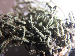 Usnea perplexans