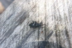 Homocyrtus