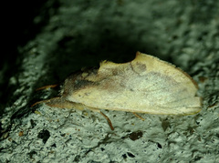 Hemiceras pallidula
