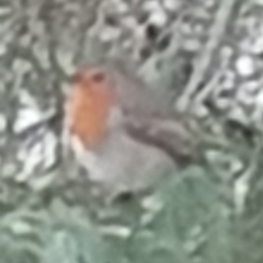 Erithacus rubecula