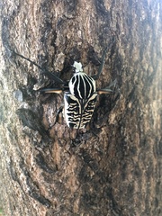 Goliathus albosignatus