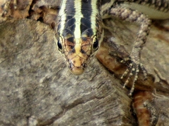 Cryptoblepharus balinensis
